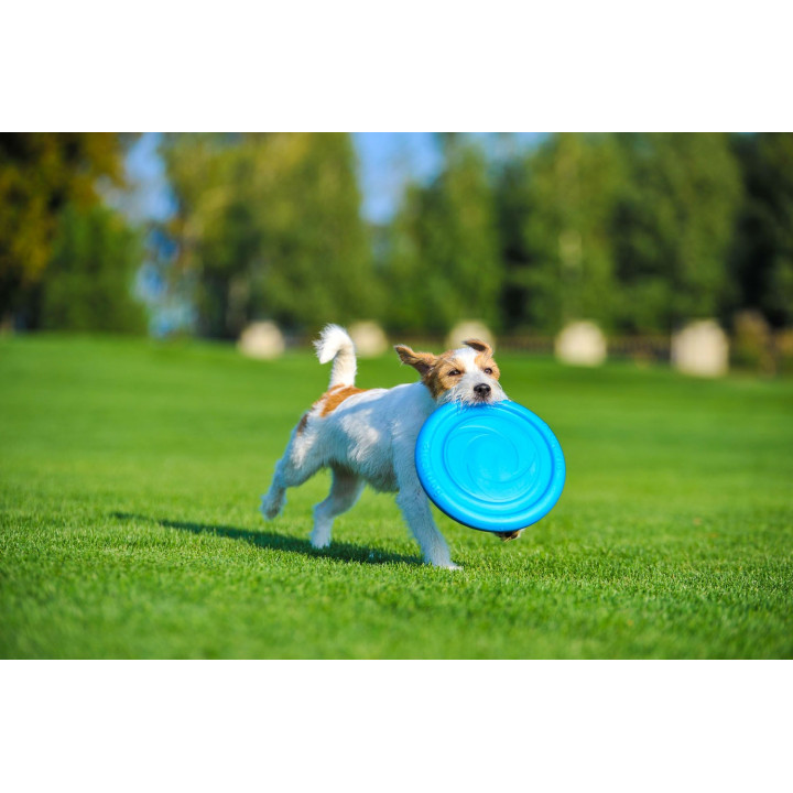 PITCHDOG "FLYING DISC"