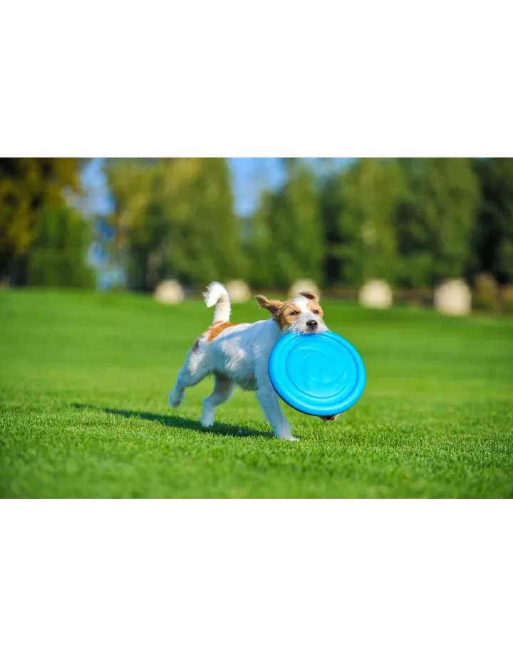 PITCHDOG "FLYING DISC"