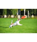 PITCHDOG "FLYING DISC"